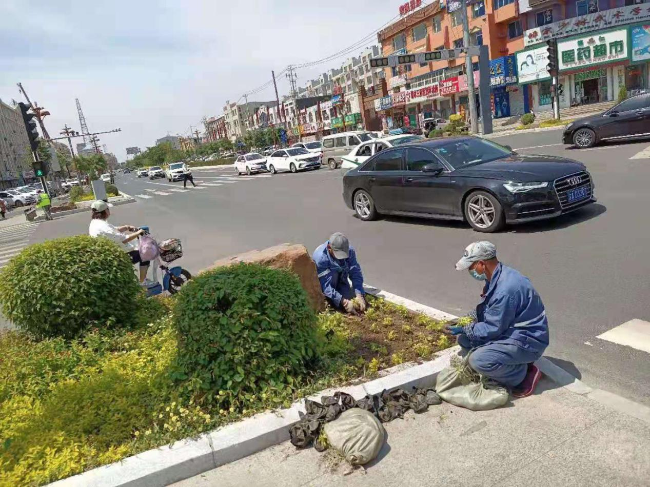 长通路交通岛补植金杉