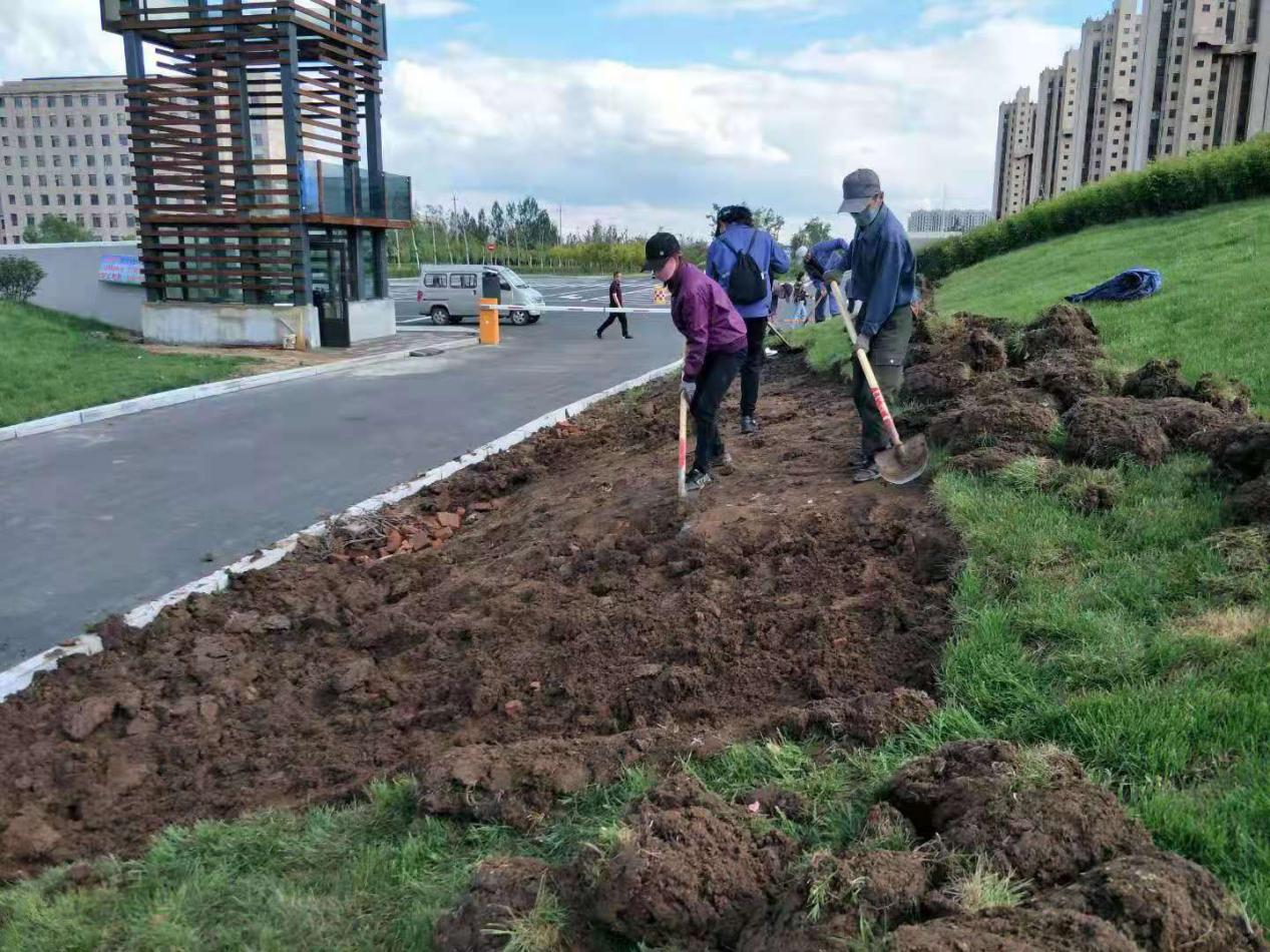 南山公园改造绿地