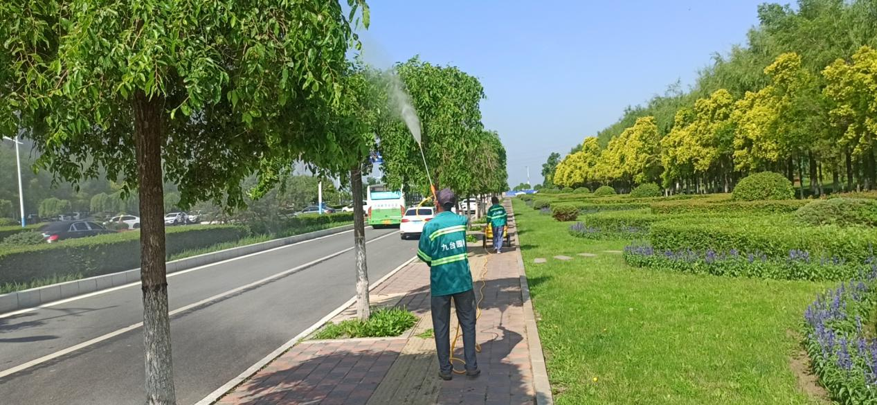行道树病虫害防治