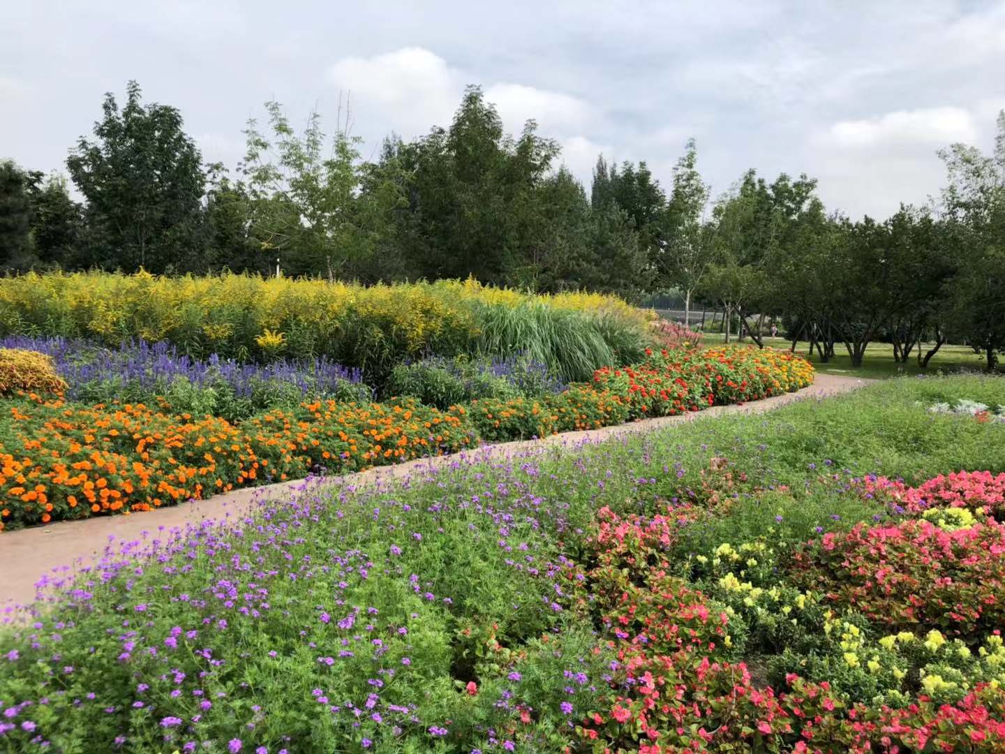 长春公园野花园百花盛开 喜迎游客观赏