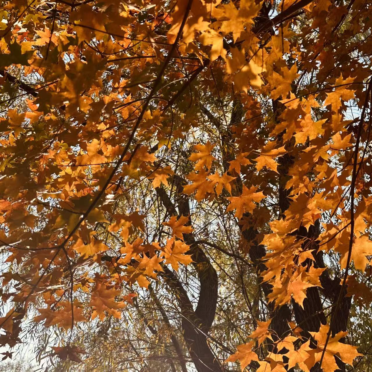 微信图片_20241025170041